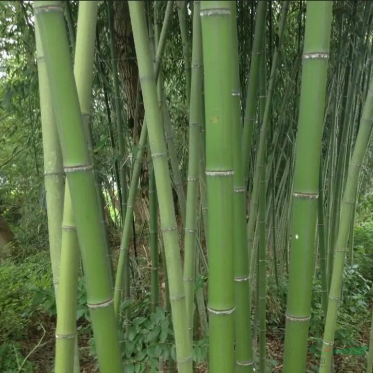 長葉苦竹 景區(qū)綠化植物 多規(guī)格種植 園林觀賞苗木基地栽植