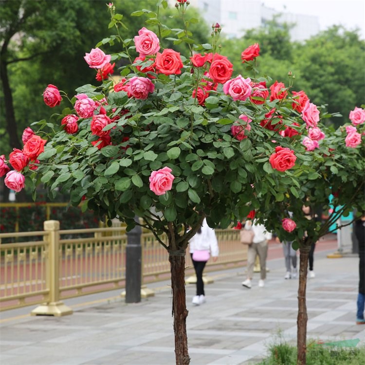 苗圃出售樹狀月季花壇花海造景景區(qū)園林種植苗木 地被綠化