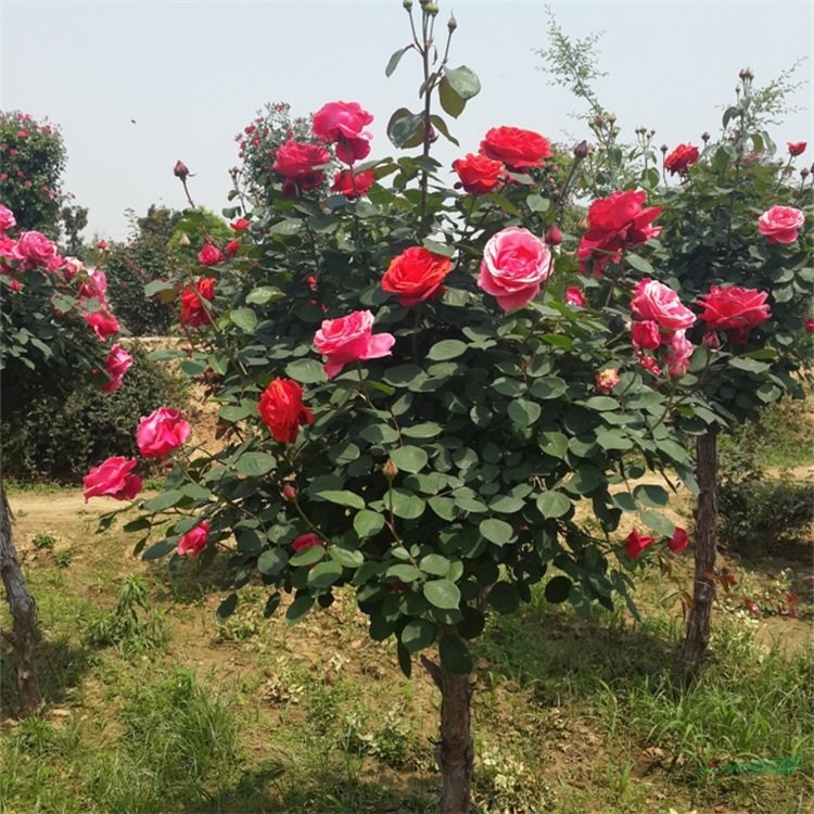 苗圃出售樹狀月季花壇花海造景景區(qū)園林種植苗木 地被綠化