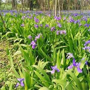 藍(lán)花鳶尾 濕地地被工程綠化植物 色彩鮮艷 水邊濕地園林造景