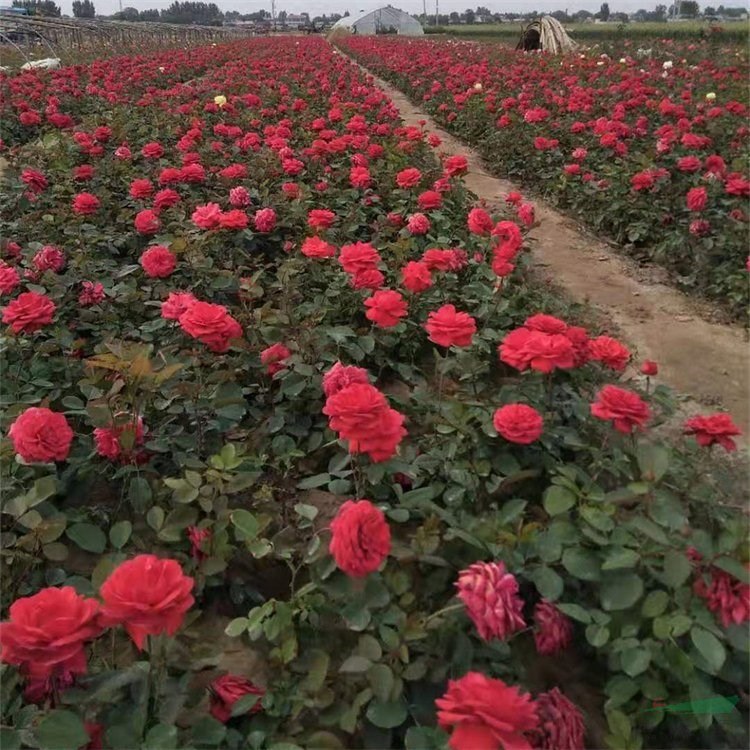 種植基地批發(fā) 品種月季杯苗 花壇花鏡花海觀賞性花卉 庭院綠化造景苗