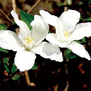 大花溲疏 盆栽地栽 花壇花鏡花海觀賞性種植 庭院園林綠化工程苗