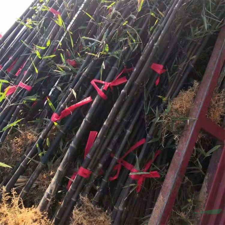 基地長期供應(yīng) 紫竹小苗 庭院小區(qū)道路觀賞竹苗 園林綠化工程苗