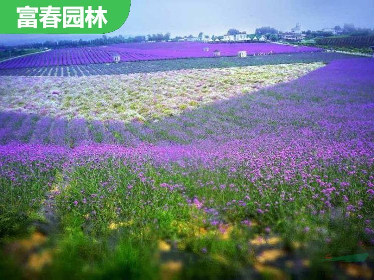 薰 衣草花海設(shè)計 戶外薰衣草花海施工 景區(qū)花鏡觀花造景工程苗