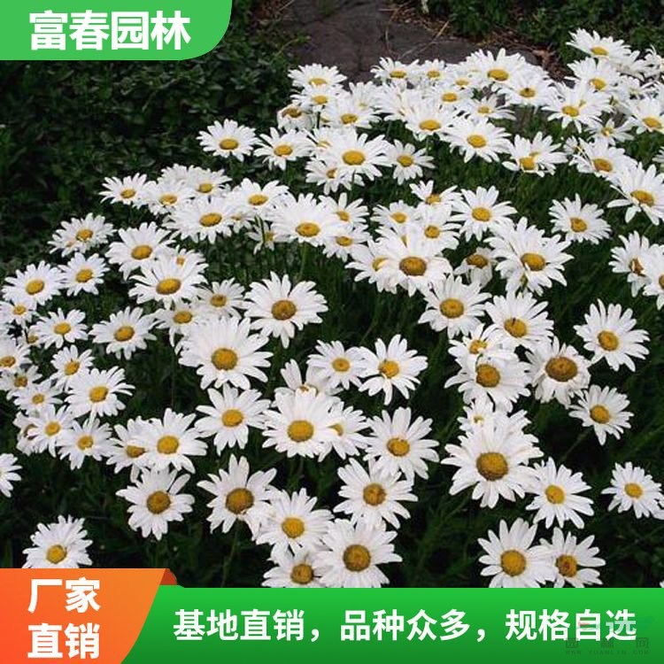 大濱菊 景區(qū)園林綠化工程苗 花壇花鏡花帶鑲邊造景植物