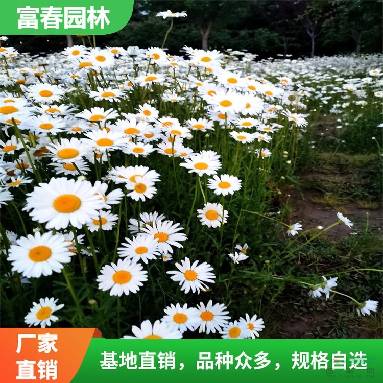 大濱菊 景區(qū)園林綠化工程苗 花壇花鏡花帶鑲邊造景植物