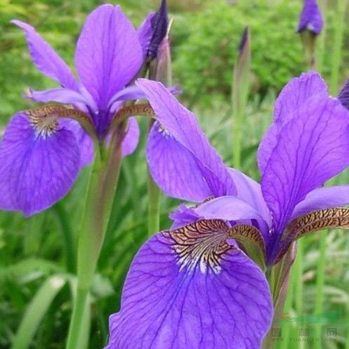 常年供應水生植物溪蓀 基地種植 從優(yōu) 庭院綠化工程改造苗