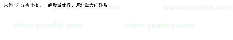 求購4公分榆葉梅