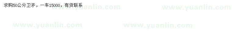 求購50公分衛(wèi)矛