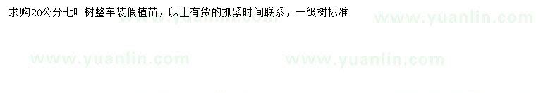 求購20公分七葉樹