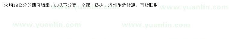 求購18公分西府海棠