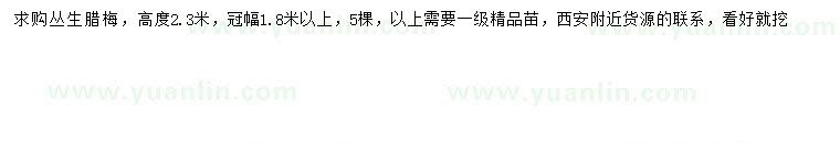 求購(gòu)冠幅1.8米以上叢生臘梅