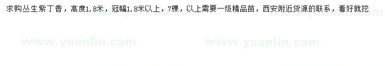 求購冠幅1.8米以上叢生紫丁香