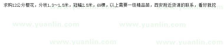 求購12公分櫻花