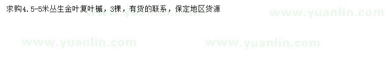 求購4.5-5米叢生金葉復葉槭