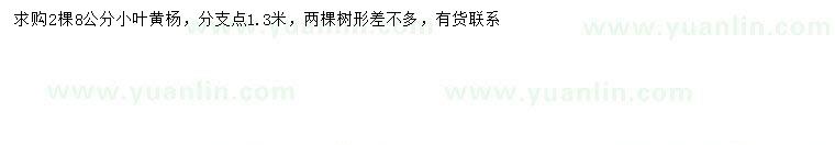 求購8公分小葉黃楊