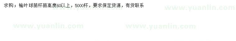 求購高60公分以上榆葉球