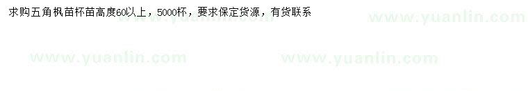 求購高60公分以上五角楓