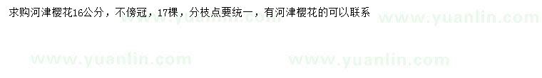 求購16公分河津櫻