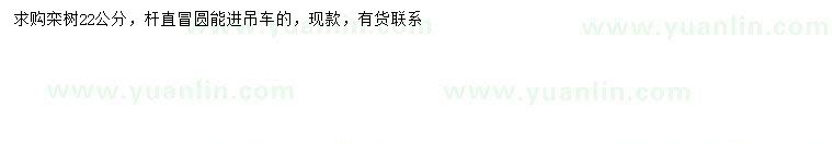 求購22公分欒樹