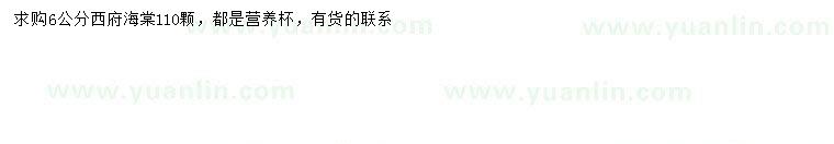 求購6公分西府海棠