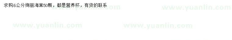 求購6公分絢麗海棠