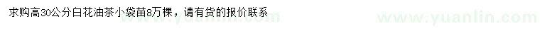 求購高30公分白花油茶