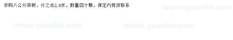 求購8公分欒樹