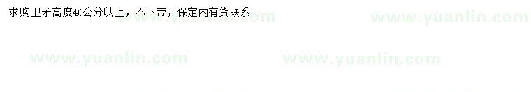 求購高40公分以上衛(wèi)矛