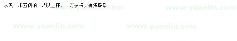 求購1.5米側(cè)柏