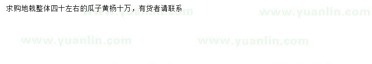 求購(gòu)40公分左右瓜子黃楊