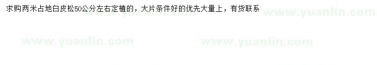 求購2米白皮松