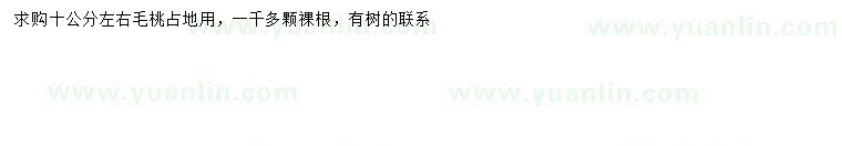 求購10公分左右毛桃