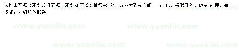 求購地徑8公分果石榴