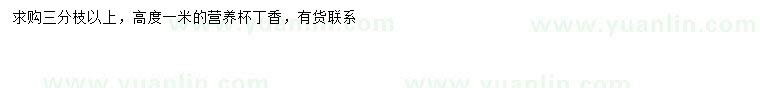 求購高1米丁香