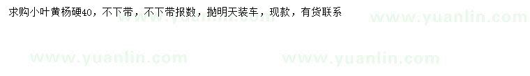 求購40公分小葉黃楊