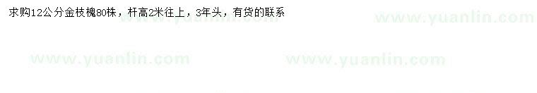 求購12公分金枝槐