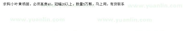 求購(gòu)冠幅20公分以上小葉黃楊