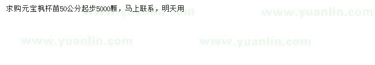 求購(gòu)50公分以上元寶楓