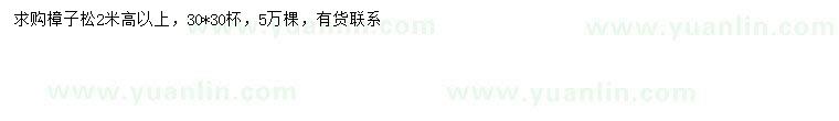 求購高2米以上樟子松