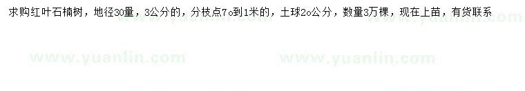 求購30量3公分紅葉石楠