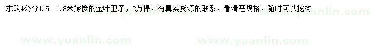 求購4公分金葉衛(wèi)矛