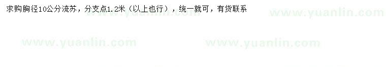 求購胸徑10公分流蘇