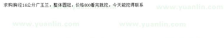 求購胸徑16公分廣玉蘭