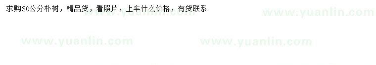求購(gòu)30公分樸樹(shù)