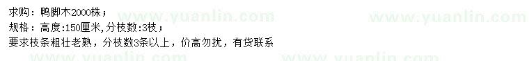求購高150公分鴨腳木