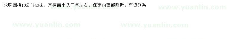 求購10公分國槐