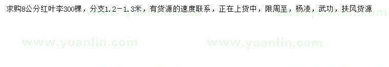 求購8公分紅葉李