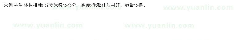 求購(gòu)米徑12公分叢生樸樹(shù)