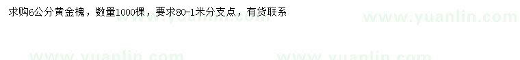求購6公分黃金槐